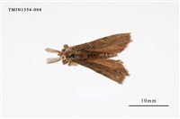 藏品(毒蛾科)的圖片